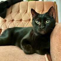Thumbnail photo of Abe #1