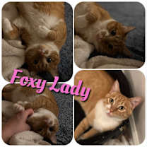 Thumbnail photo of Foxy Lady #1