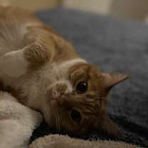 Thumbnail photo of Foxy Lady #3