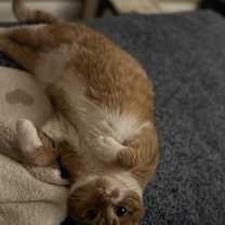 Thumbnail photo of Foxy Lady #4
