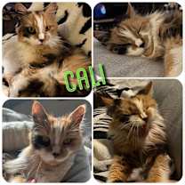 Thumbnail photo of Cali #1