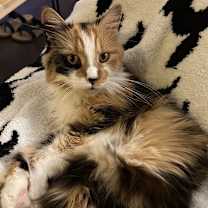 Thumbnail photo of Cali #4