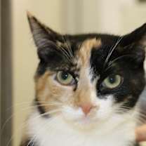 Thumbnail photo of Addie (bonded to Maddie) #1
