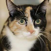 Thumbnail photo of Addie (bonded to Maddie) #4