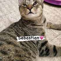 Thumbnail photo of Sebastian #1
