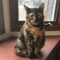 Thumbnail photo of Rhoda #1