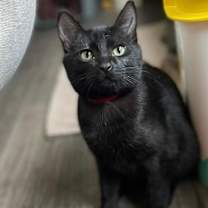 Thumbnail photo of Fitz #2