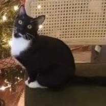 Thumbnail photo of Lewis #3