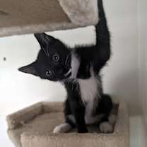 Thumbnail photo of Lewis #4