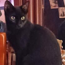 Thumbnail photo of BabyCat #1