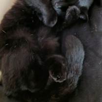 Thumbnail photo of BabyCat #2