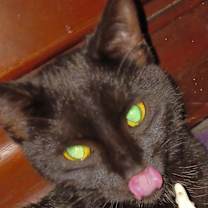Thumbnail photo of BabyCat #3