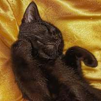 Thumbnail photo of BabyCat #4
