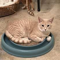 Thumbnail photo of Cashew #2
