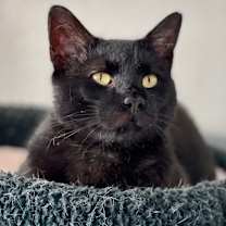 Thumbnail photo of Jag #4