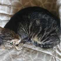 Thumbnail photo of Little Mama #4