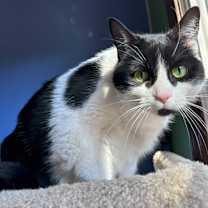Thumbnail photo of Zoey #1