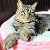 Thumbnail photo of Sir Isaac Mewton #1