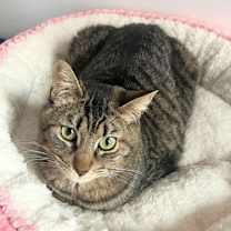 Thumbnail photo of Sir Isaac Mewton #2