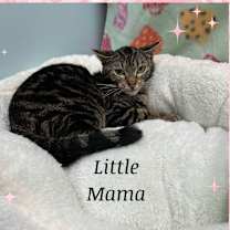 Thumbnail photo of Little Mama #1