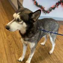 Thumbnail photo of Nala #1