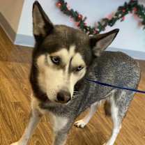 Thumbnail photo of Nala #3