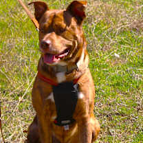 Thumbnail photo of Zeus #1