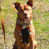 Thumbnail photo of Zeus #3