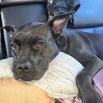 Thumbnail photo of Bingo *FOSTER TO ADOPT? #1