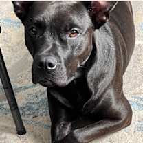 Thumbnail photo of Bingo *FOSTER TO ADOPT? #2