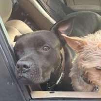 Thumbnail photo of Bingo *FOSTER TO ADOPT? #3