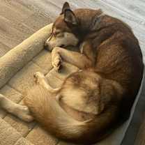 Thumbnail photo of Willow #1
