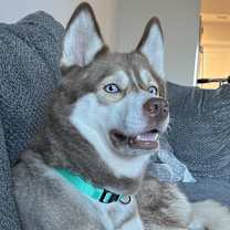 Thumbnail photo of Willow #2
