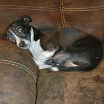 Thumbnail photo of MILLIE #1