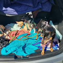 Thumbnail photo of MILLIE #2