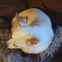 Thumbnail photo of MISSY #1