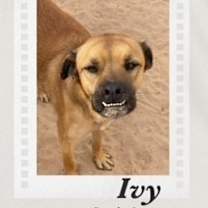 Thumbnail photo of Ivy #1