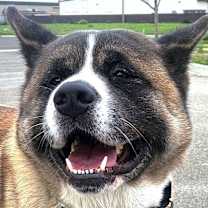 Thumbnail photo of Tobi #1