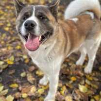 Thumbnail photo of Tobi #2