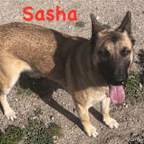 Thumbnail photo of Sasha #1