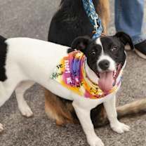 Thumbnail photo of Gracie #3