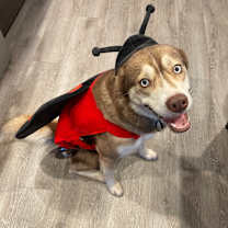 Thumbnail photo of Willow #3