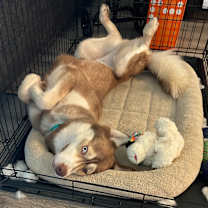 Thumbnail photo of Willow #4