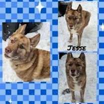 Thumbnail photo of Jesse #1