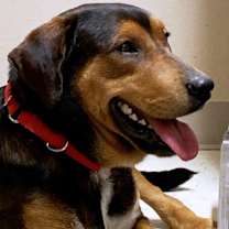 Thumbnail photo of CHESTER #1