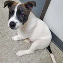 Thumbnail photo of Annie #1