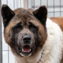 Thumbnail photo of Bear #1