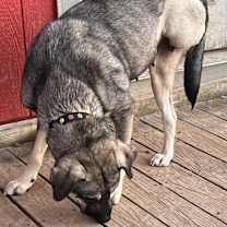 Thumbnail photo of MAGGIE #1