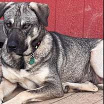 Thumbnail photo of MAGGIE #2