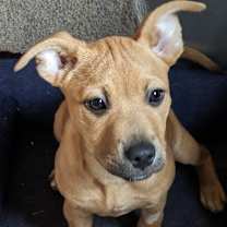 Thumbnail photo of Ginger Katie #1